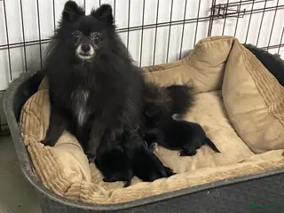 Kruising honden Pomapoo - Advertentie 13