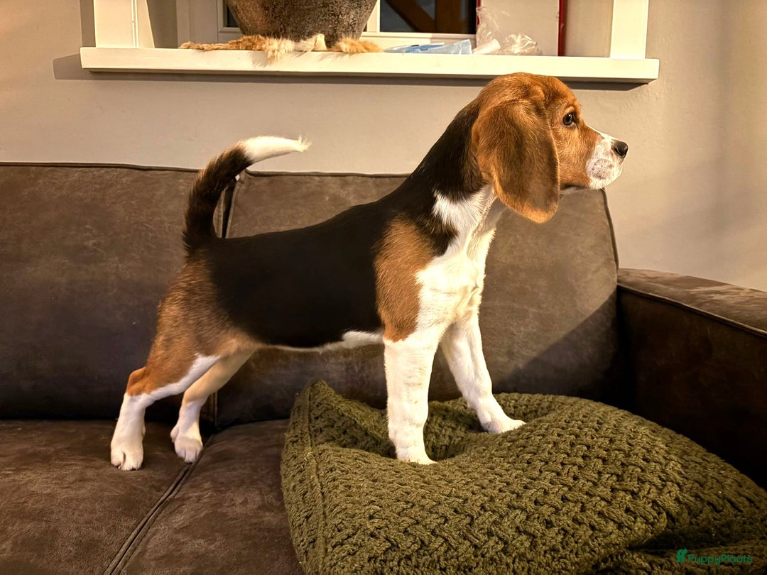 Beagle honden te koop: Beagle pup teef  - Advertentie 1