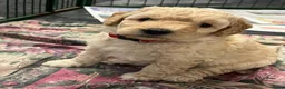 Labradoodle honden te koop: Mooie blonde Labradoodle 🐶 pups.  - Advertentie 5