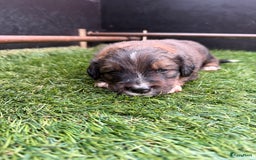 Berner Sennenhond honden te koop: Berner Sennen x Appenzeller pups te koop - Afbeelding 8