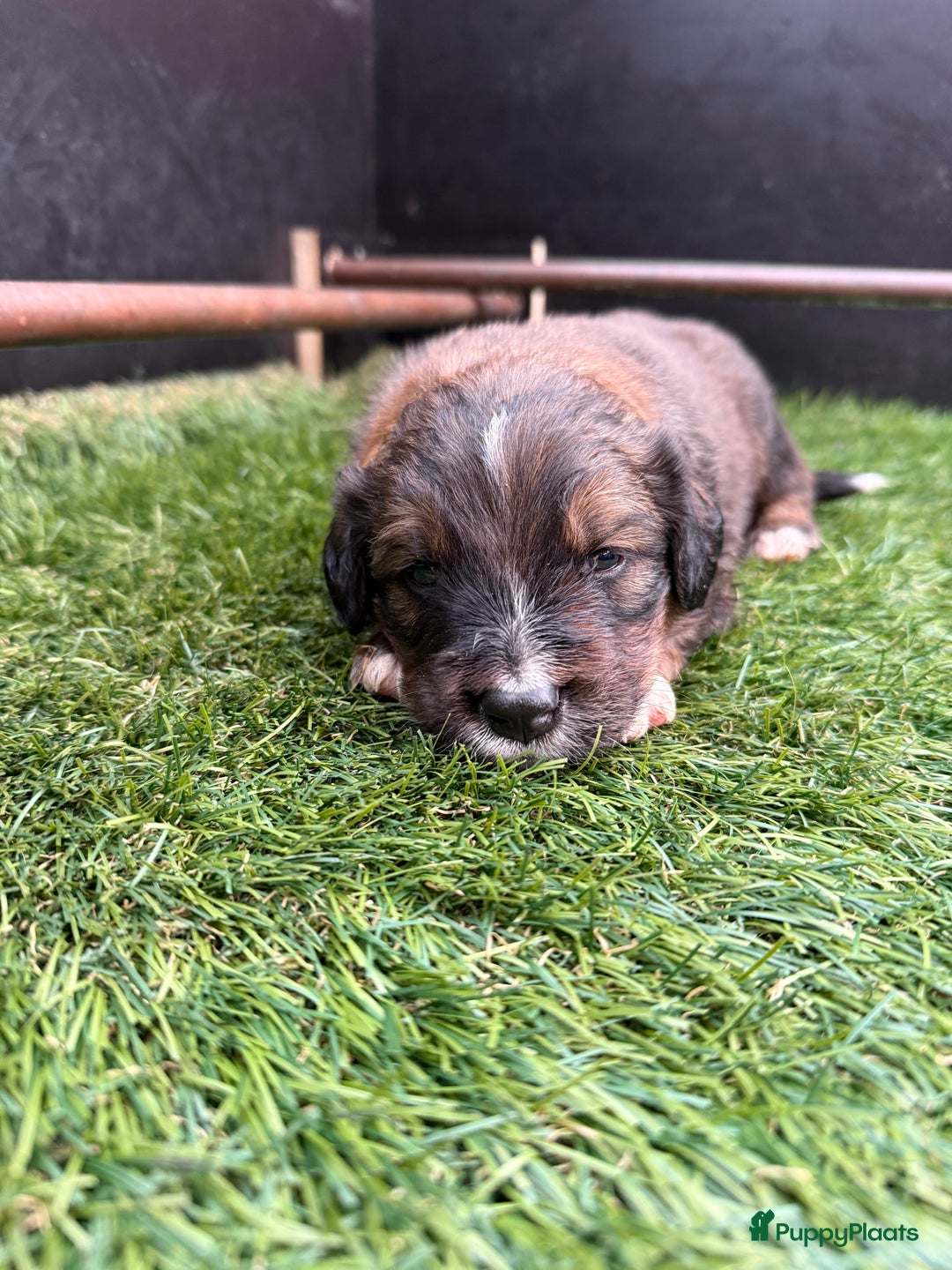 Berner Sennenhond honden te koop: Berner Sennen x Appenzeller pups te koop - Afbeelding 8