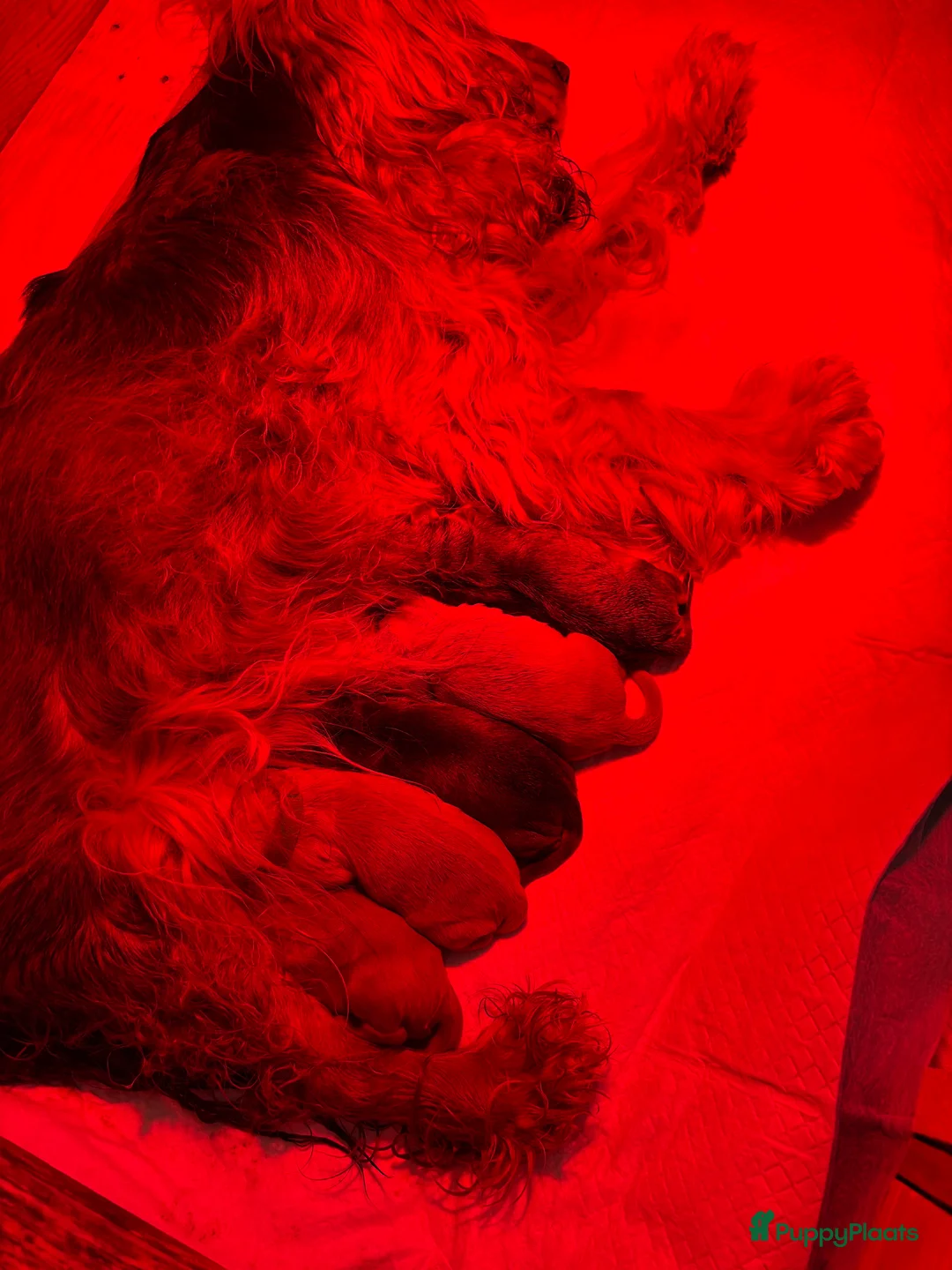 Cockapoo honden te koop: Cockapoo pups - Advertentie 2