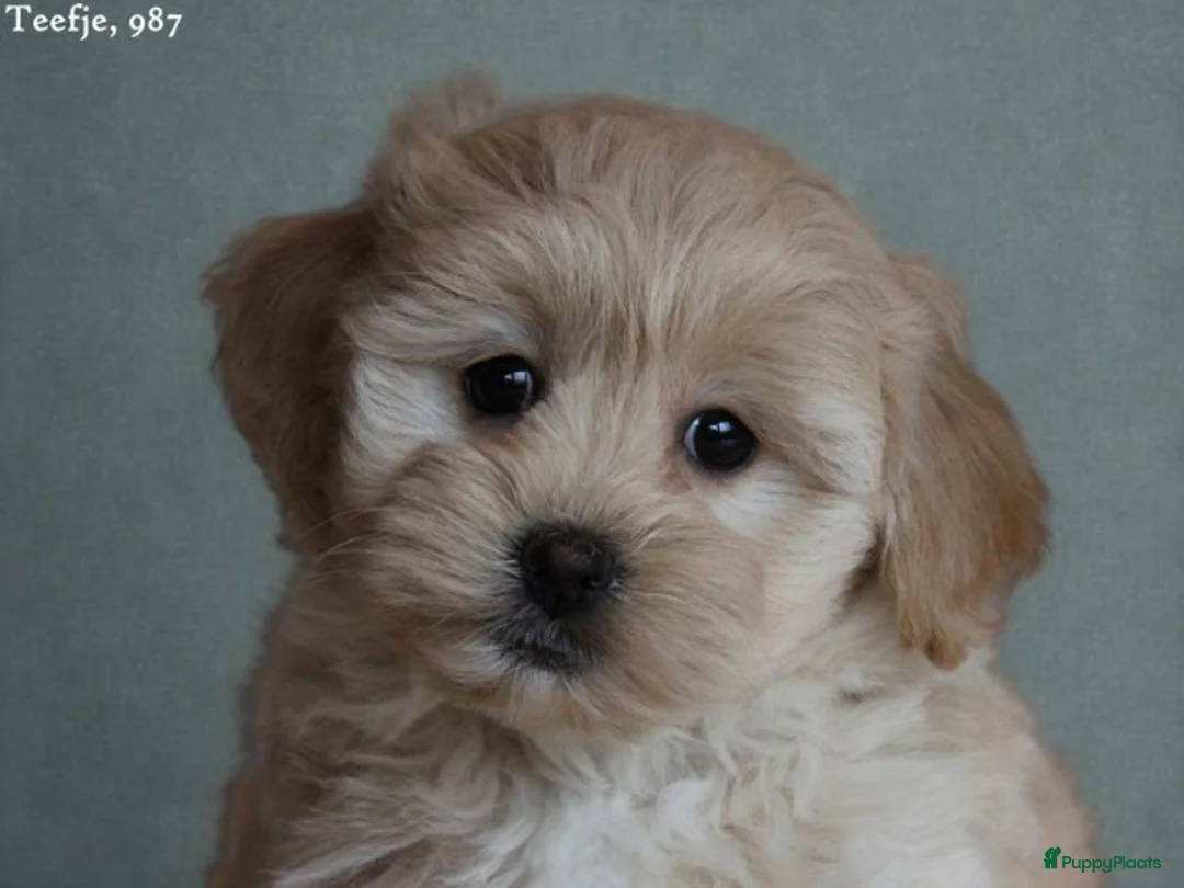 Maltipoo honden te koop: Leuke Maltipoo pups. - Advertentie 5