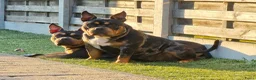 Amerikaanse Bully honden te koop: American Bully pups verwacht (GETEST)  - Advertentie 5