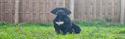 Duitse Dog honden te koop: Duitse Doggen pups in Koewacht - Advertentie 12