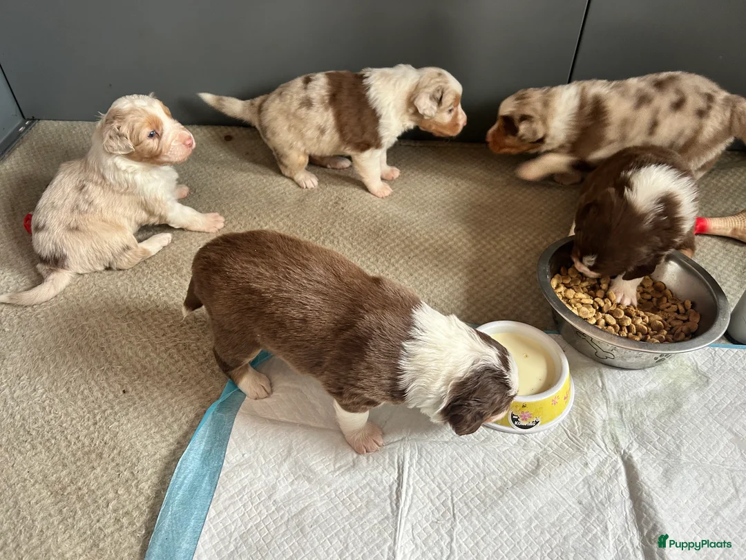 Australian Shepherd honden te koop: 100% raszuivere Australian Sheperd pups - Advertentie 27