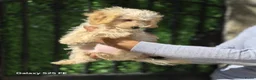 Poedel Toy honden te koop: Mini  Toy Poedel  - Advertentie 9