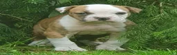 Amerikaanse Bulldog honden te koop: Mooie en gezonde Amerikaanse bulldog pups - Advertentie 6