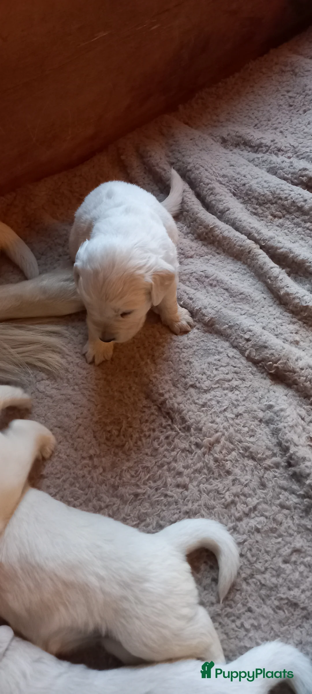 Golden Retriever honden te koop: Mooie gezonde golden retriever pups  in Balkbrug - Advertentie 2