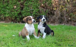 Kruising honden te koop: hele lieve, speelse pups  - Afbeelding 6