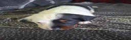 Teckel (langhaar) honden te koop: Bonte teckels merle pups - Advertentie 12