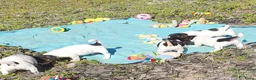 Jack Russel Terriër honden te koop: Zuiver gefokte JACK RUSSELTJES ruw + Broken + glad - Advertentie 3