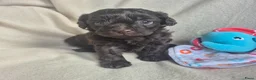 Kruising honden te koop: Lieve mini boompoo  - Advertentie 10