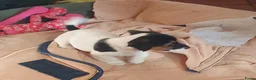 Jack Russel Terriër honden te koop: Nog 3"bandietjes" zoeken gezellig huis. Laagbenig  - Advertentie 10