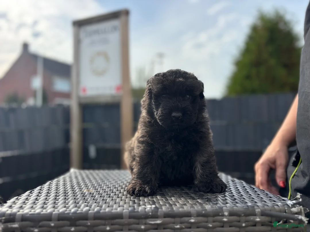 Bouvier des Flandres honden te koop: 4 bouvier reutjes beschikbaar  - Advertentie 2