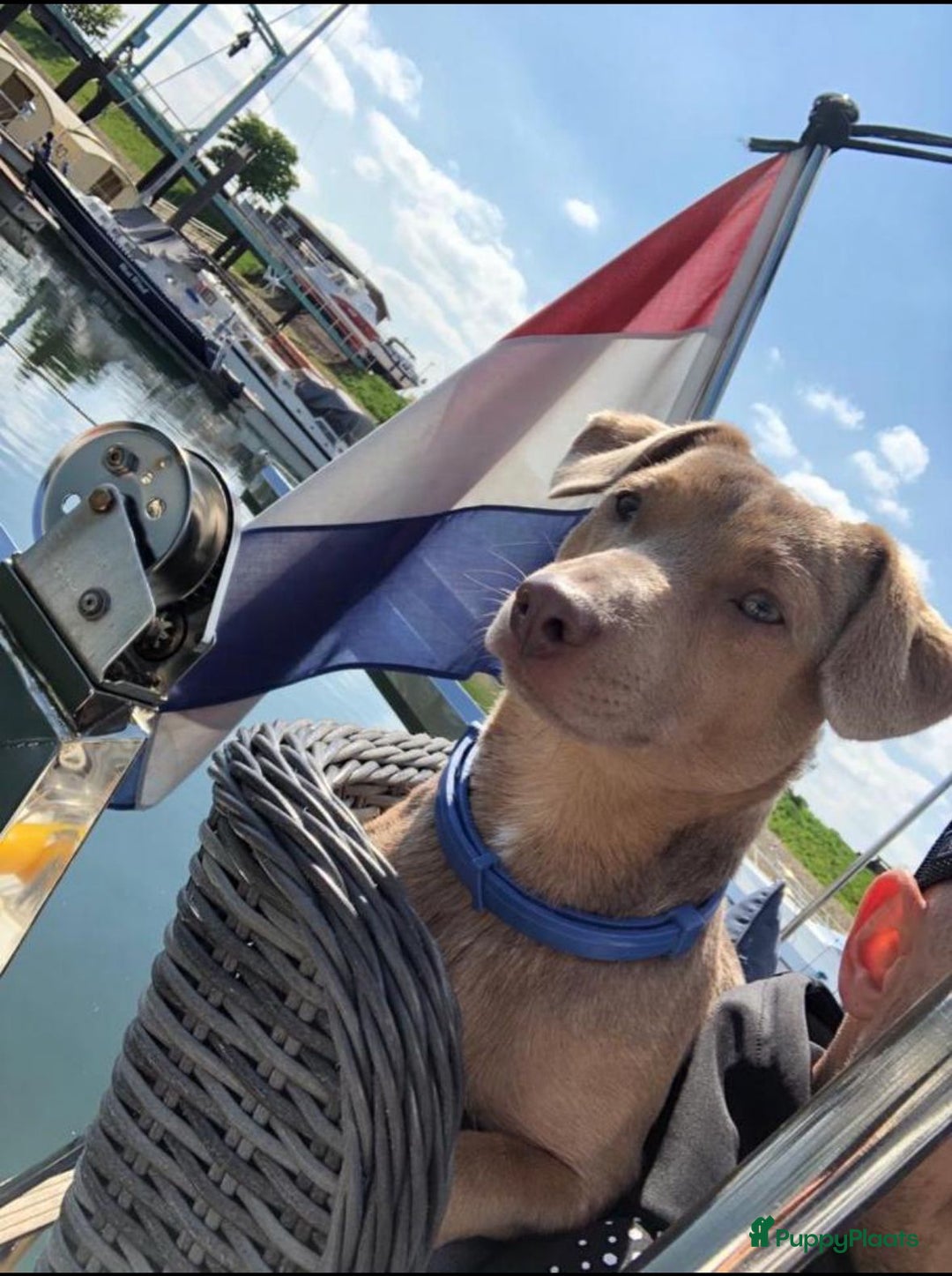 Jack Russel Terriër honden te koop: Jack russel pups - Advertentie 3