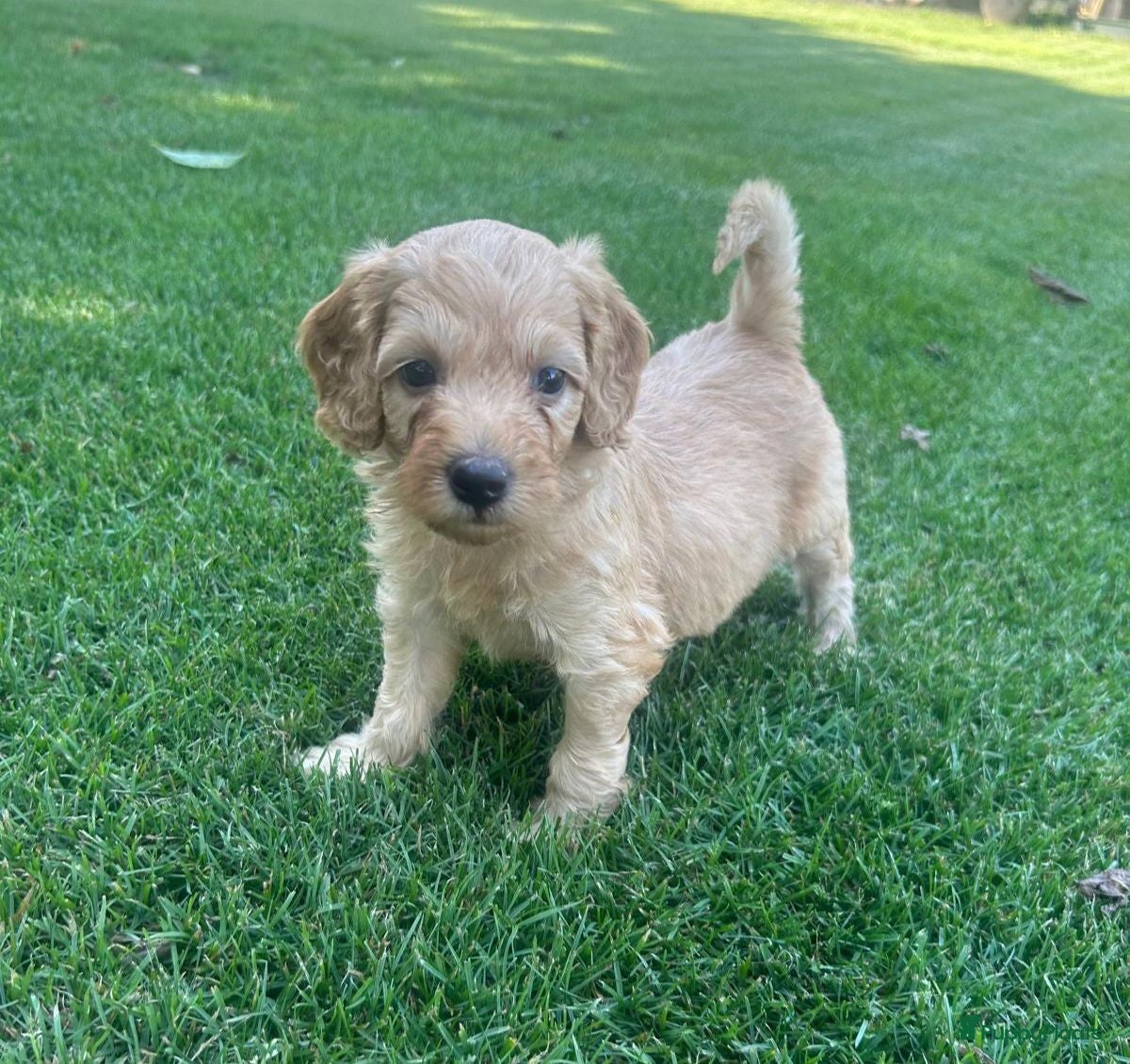 Labradoodle honden Labradoodle mini pups F3 reutjes blond/abrikoos - Advertentie 1