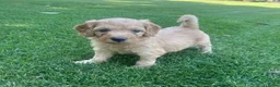 Labradoodle honden te koop: Labradoodle mini pups F3 reutjes blond/abrikoos - Advertentie 1