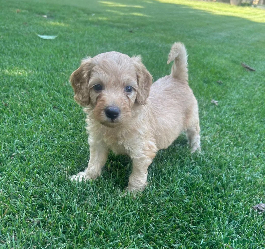 Labradoodle honden te koop: Labradoodle mini pups F3 reutjes blond/abrikoos - Advertentie 1