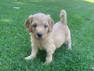 Labradoodle honden Labradoodle mini pups F3 reutjes blond/abrikoos - Advertentie 1