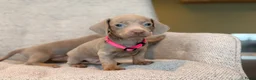 Teckel (korthaar)  honden te koop: Dwergteckel pups korthaar zoeken een fijn thuis - Advertentie 3