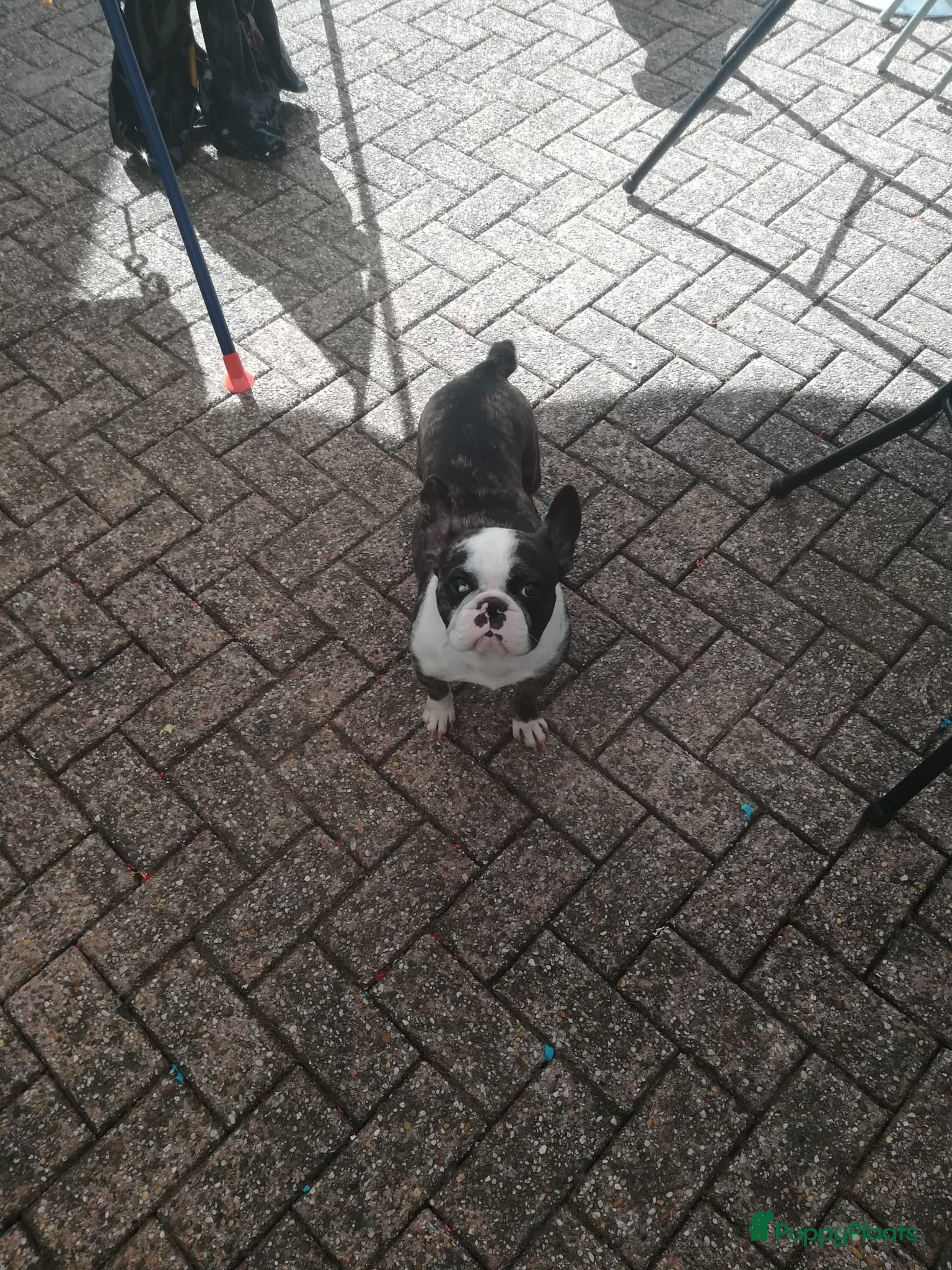 Franse Bulldog honden 2 mooie franse bulldog teefjes - Advertentie 1