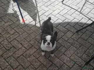 Franse Bulldog honden 2 mooie franse bulldog teefjes - Advertentie 1