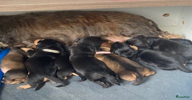 Ruwhaar Teckel honden - Advertentie 16
