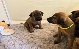 Rhodesian Ridgeback honden te koop: Rhodesian Ridgeback pups+stamboom 2reutjes 8weken  in Wierden - Afbeelding 10