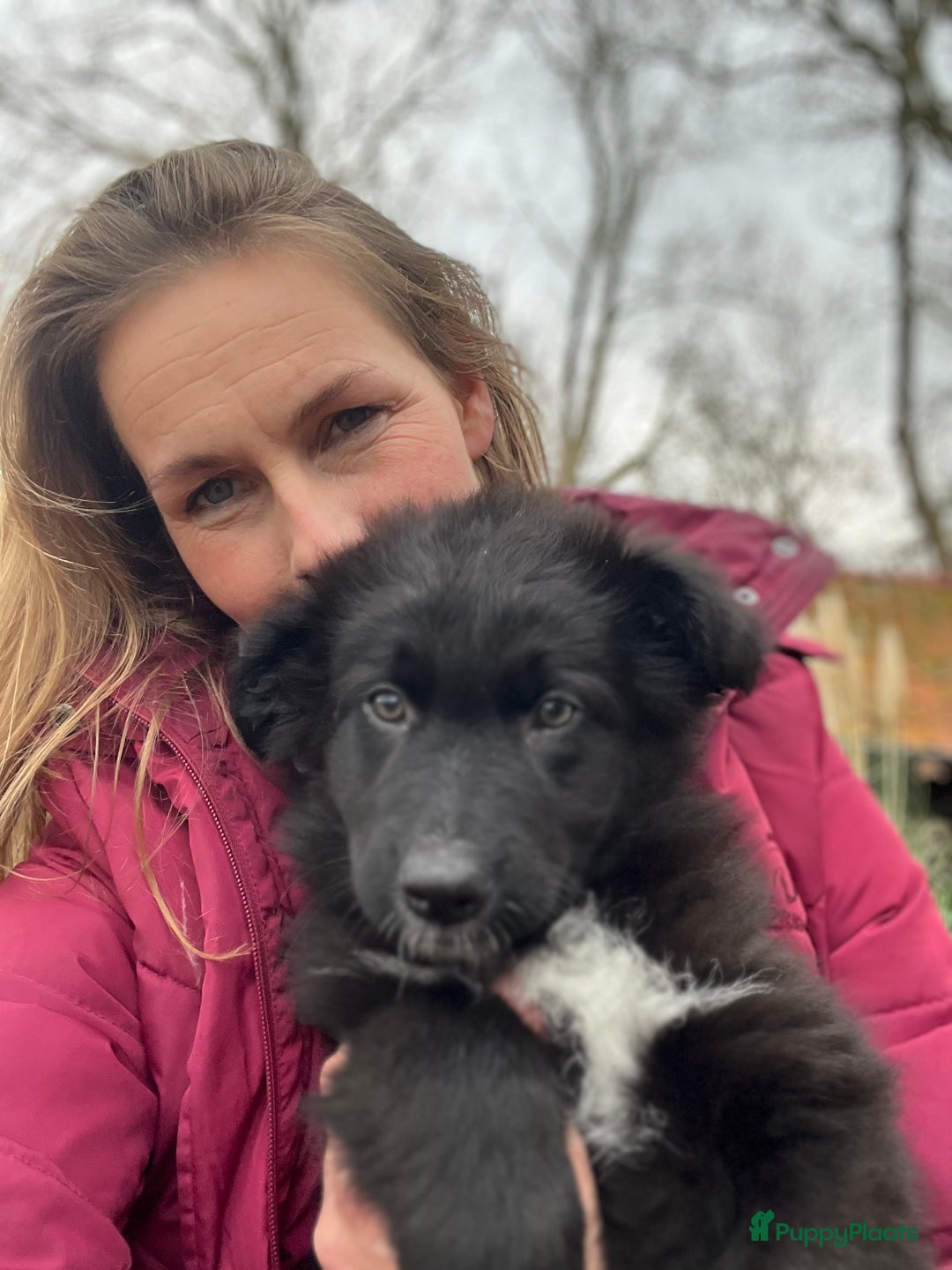 Kruising honden te koop: Lieve duitse herder x border collie pups - Advertentie 3