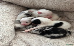Pomeriaan honden te koop:  puppies mogen nu weg in prijs verlaagd  in Zoetermeer - Afbeelding 18
