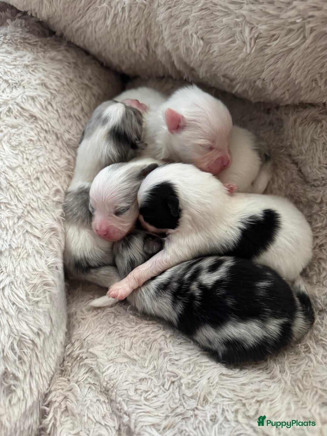 Pomeriaan honden te koop:  puppies met blauwe oogjes 😍 in Zoetermeer - Afbeelding 11