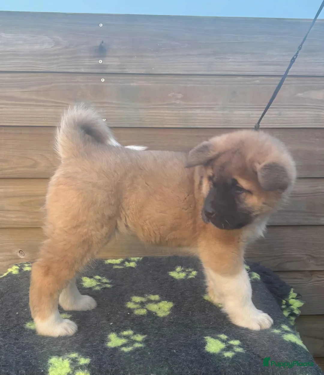 American Akita honden te koop: Geen pups beschikbaar. - Advertentie 5