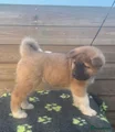 American Akita Puppy 5