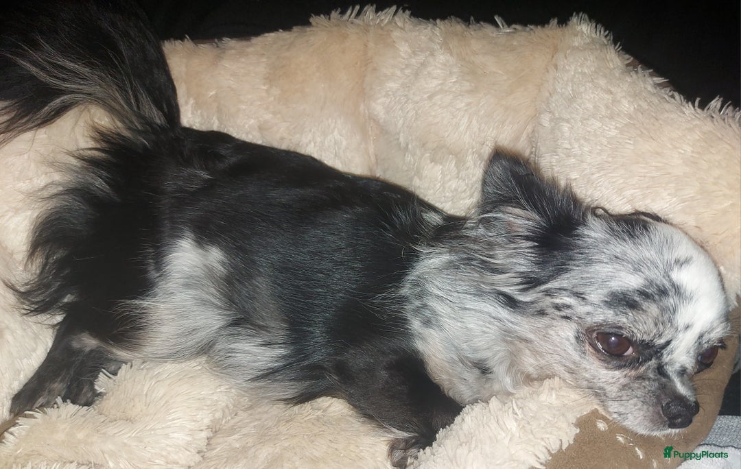 Chihuahua honden te koop: Prachtige pupjes - Advertentie 8