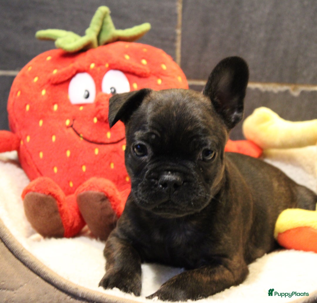 Franse Bulldog honden te koop: Franse Bulldog pups - Advertentie 12