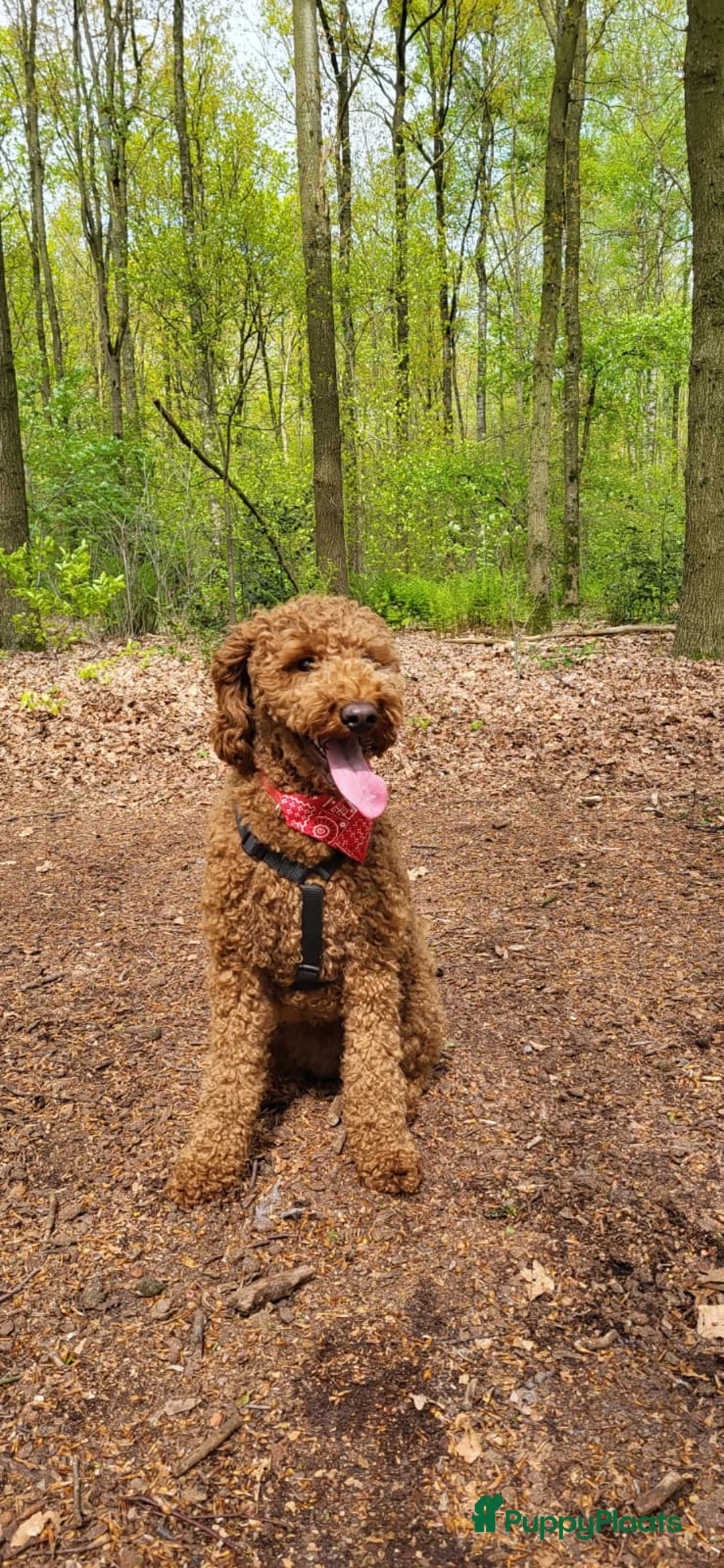 Australian Labradoodle honden te koop: Prachtige Multigen Labradoodle pups - Advertentie 8