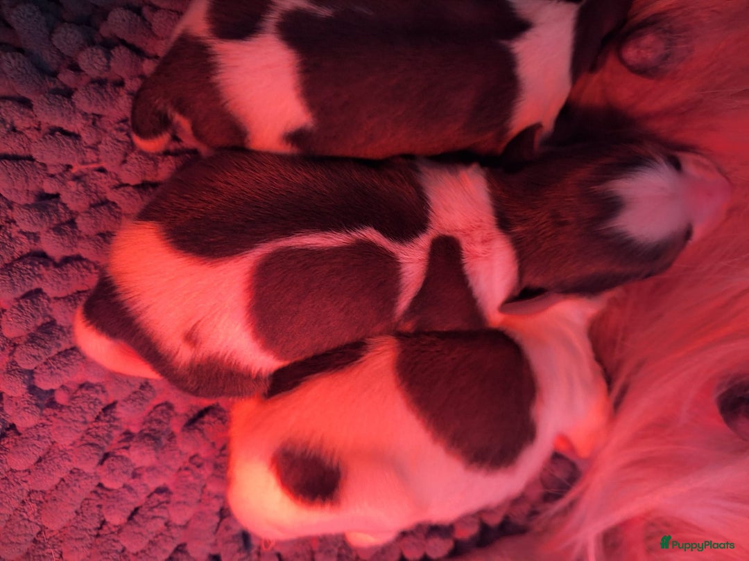 Kooikerhondje honden te koop: Supermooie gesocialiseerde reutjes - Advertentie 8