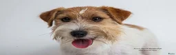 Jack Russel Terriër honden te koop: Ruwharige Jack Russell meisjes in Fijnaart - Advertentie 6
