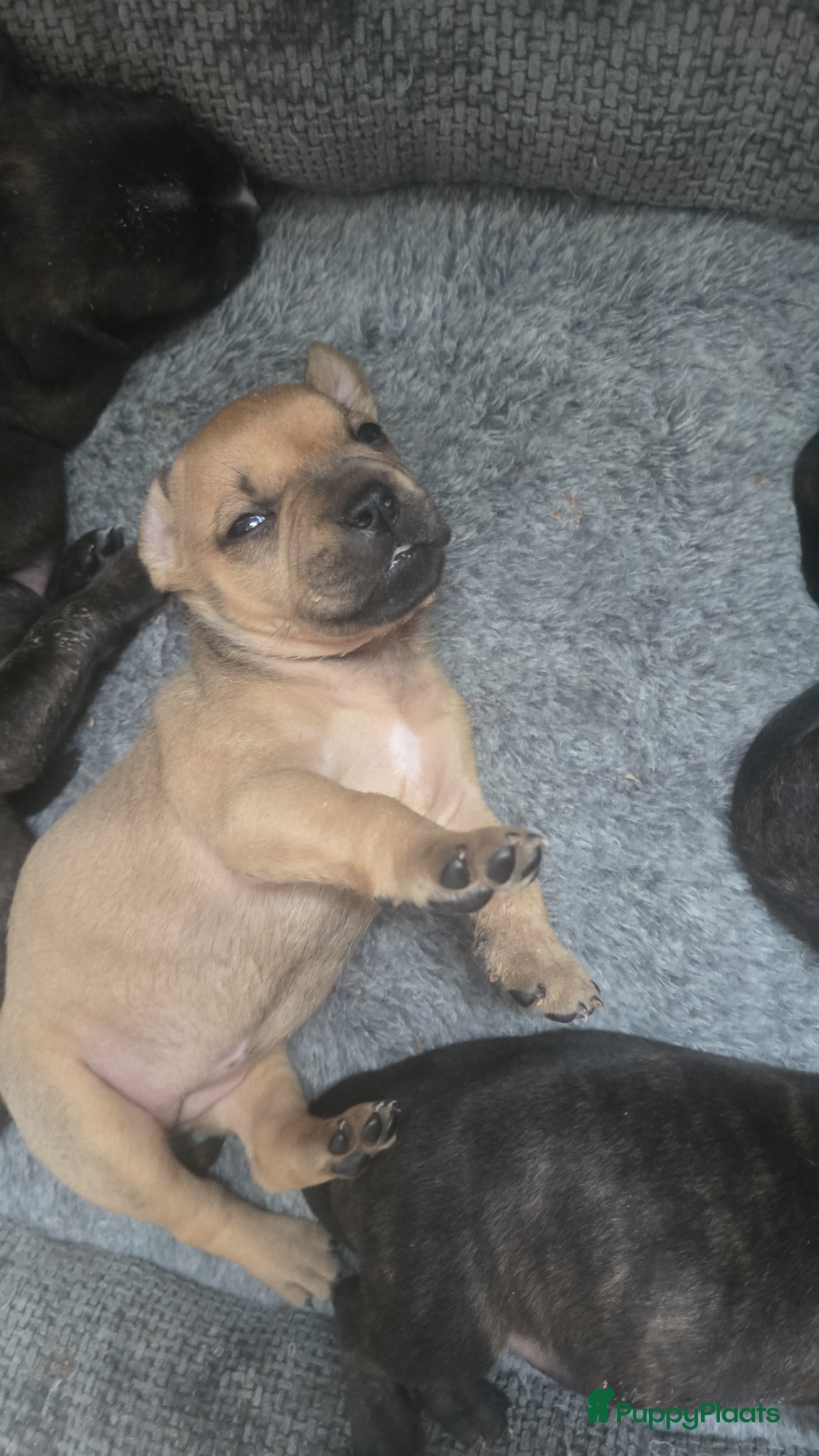 Kruising Puppy 4
