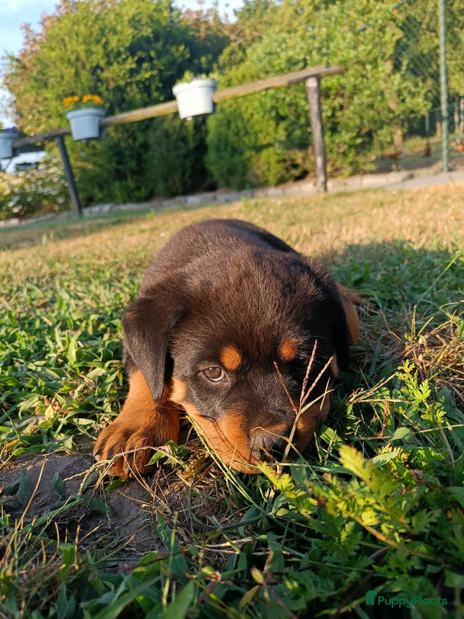 Rottweiler honden Prachtige Rottweiler teefje - Advertentie 1