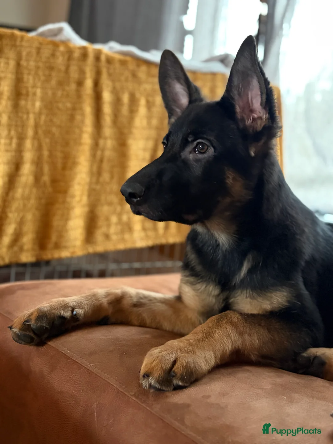 Duitse Herder honden te koop: Herder pup 16 weken (21-9-2025) - Advertentie 4