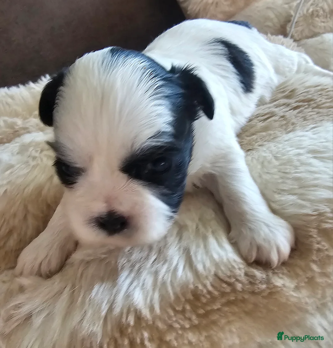 Kruising honden te koop: boomer pups - Advertentie 2