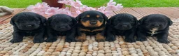 Labradoodle honden te koop: Labradoodle puppie's Reutjes en Teefjes. - Advertentie 6