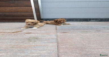 Maltipoo honden - Advertentie 5