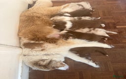 Australian Shepherd honden te koop: Raszuivere Australian Shepherd  - Afbeelding 11
