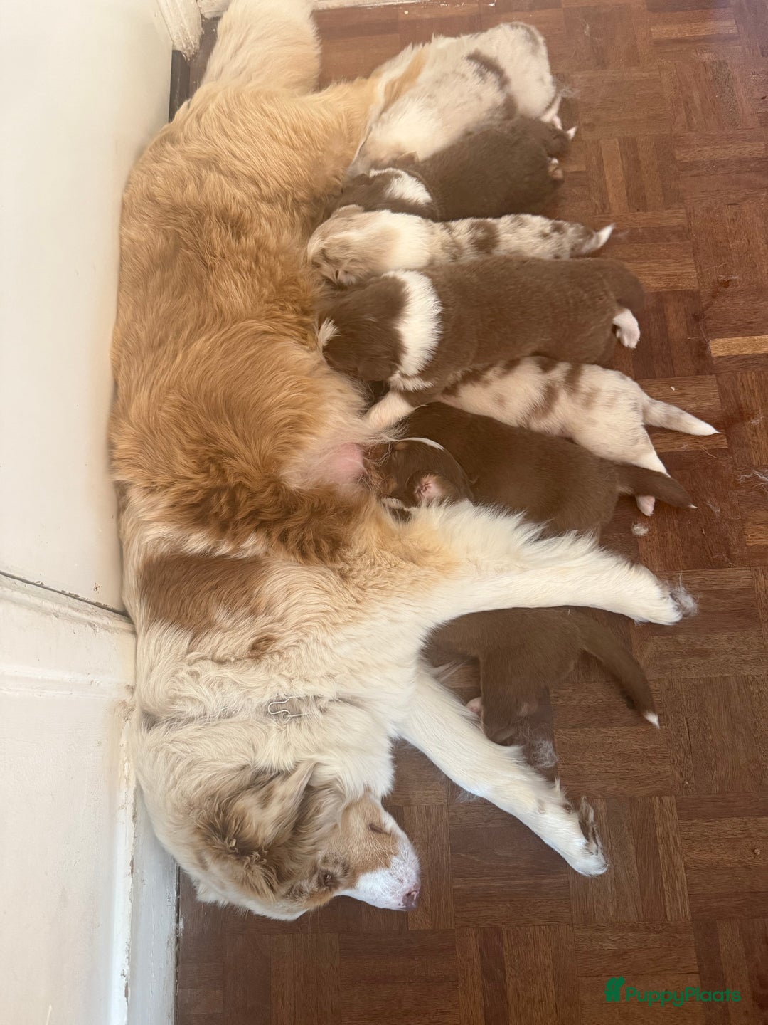 Australian Shepherd honden te koop: Raszuivere Australian Shepherd  - Afbeelding 22