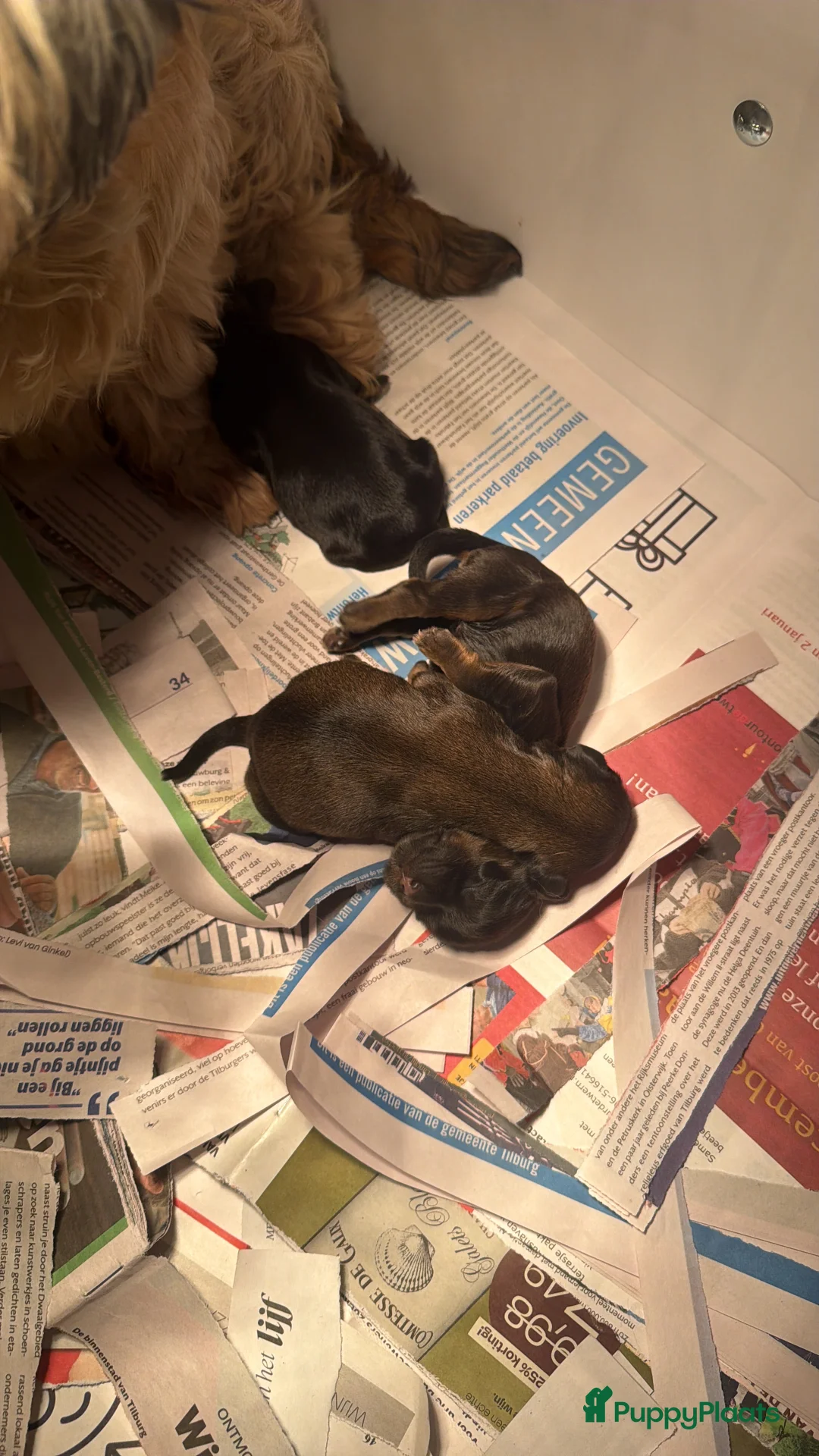 Havanezer honden te koop: Havanezer pup - Advertentie 14