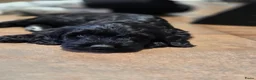 Kruising honden te koop: Sproodle pups mogen 't nest verlaten - Advertentie 12