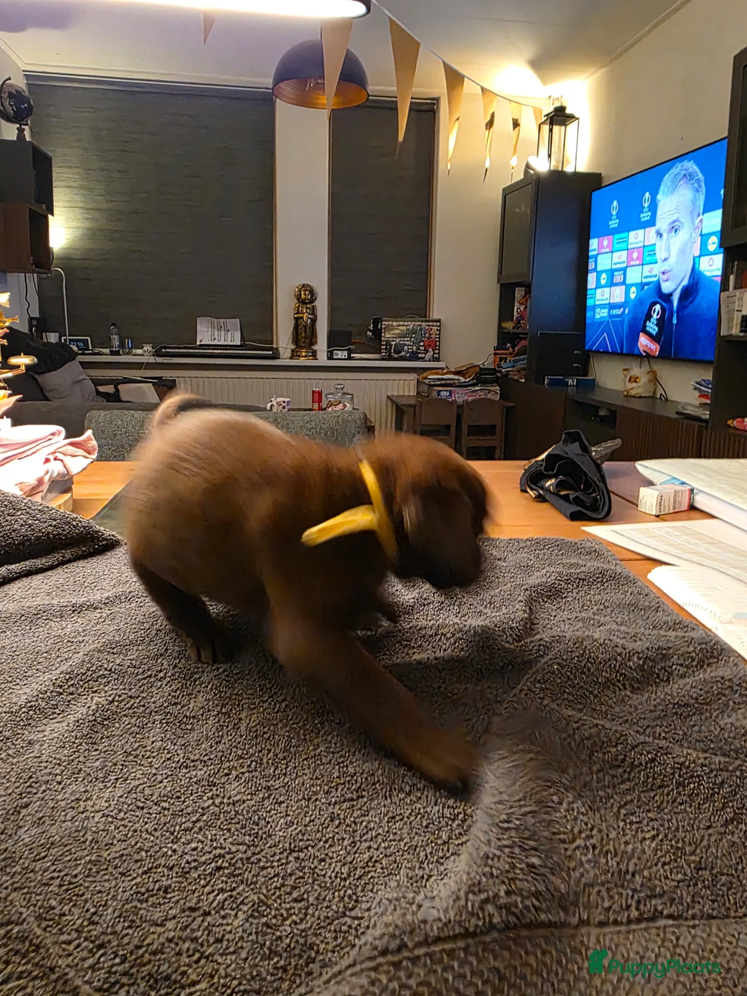 Labrador Retriever honden te koop: 6 mooie en lieve labradorpups - Advertentie 8